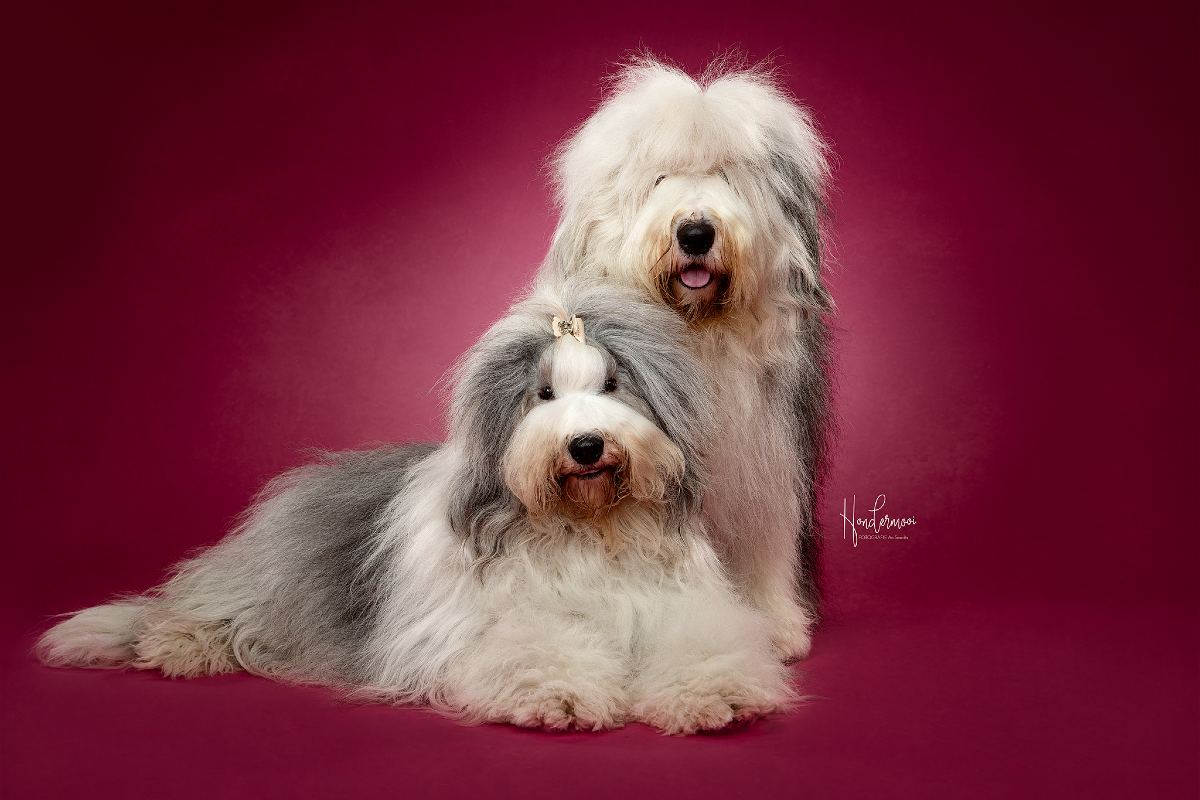 Samen-WOEF_1
